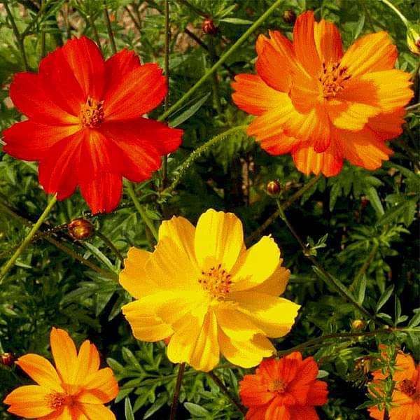 Cosmos Bright Light Mixed Color Flower Seeds